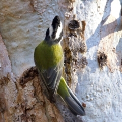 Falcunculus frontatus at Chiltern, VIC - 21 Jun 2024