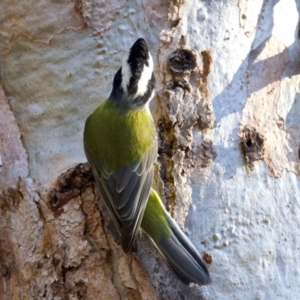 Falcunculus frontatus at Chiltern, VIC - 21 Jun 2024