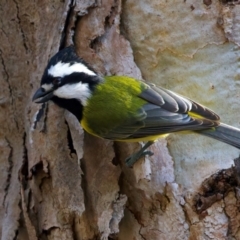 Falcunculus frontatus at Chiltern, VIC - 21 Jun 2024