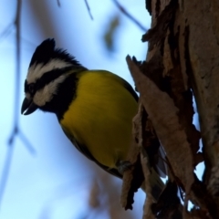 Falcunculus frontatus at Chiltern, VIC - 21 Jun 2024