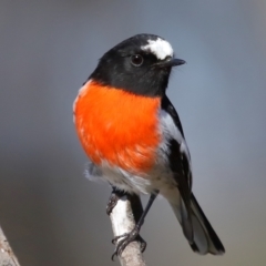 Petroica boodang (Scarlet Robin) at Mulligans Flat - 26 Jun 2024 by TimL