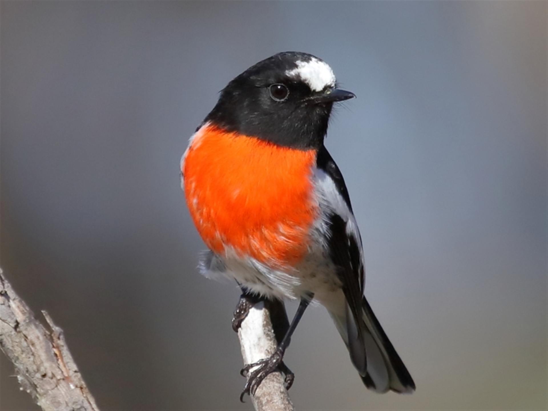 Unidentified - Canberra & Southern Tablelands