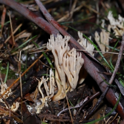 Unidentified Coralloid fungus, markedly branched at Jedbinbilla - 22 Jun 2024 by TimL