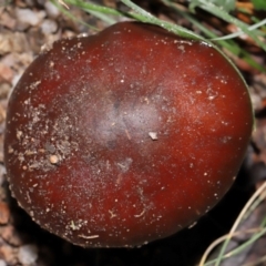 Unidentified Cap on a stem; gills below cap [mushrooms or mushroom-like] at Jedbinbilla - 22 Jun 2024 by TimL