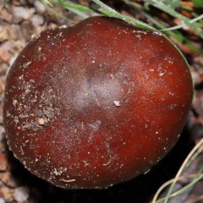 Unverified Cap on a stem; gills below cap [mushrooms or mushroom-like] at Jedbinbilla - 22 Jun 2024 by TimL