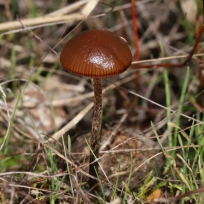 Unidentified Cap on a stem; gills below cap [mushrooms or mushroom-like] at Mulligans Flat - 26 Jun 2024 by TimL