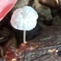 Mycena sp. (Mycena) at Kangaroo Valley, NSW - 26 Jun 2024 by lbradley