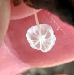 Mycena sp. (genus) at Kangaroo Valley, NSW - suppressed