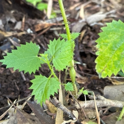 Urtica incisa (Stinging Nettle) at Kangaroo Valley, NSW - 27 Jun 2024 by lbradley
