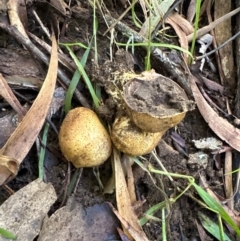 Scleroderma sp. at Kangaroo Valley, NSW - suppressed