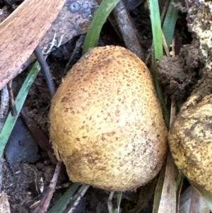 Scleroderma sp. at Kangaroo Valley, NSW - suppressed