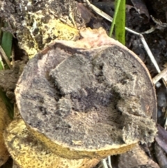 Scleroderma sp. at Kangaroo Valley, NSW - suppressed