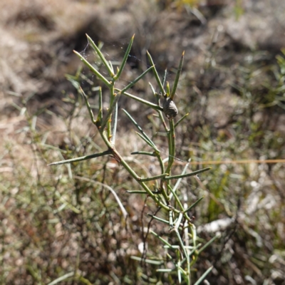 Daviesia genistifolia (Broom Bitter Pea) at Souths TSR on Mountain Ash Road - 18 Jun 2024 by RobG1