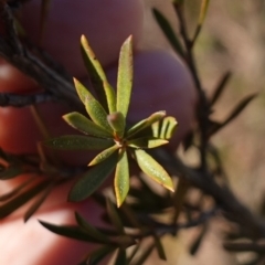 Kunzea ericoides (Burgan) at Goulburn Mulwaree Council - 18 Jun 2024 by RobG1