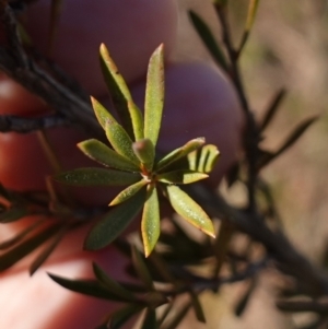 Kunzea ericoides at Souths TSR on Mountain Ash Road - 18 Jun 2024