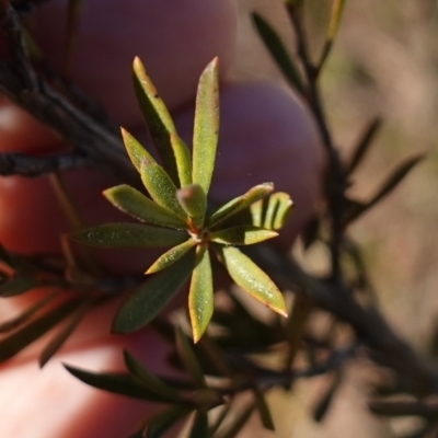 Kunzea ericoides (Burgan) at Souths TSR on Mountain Ash Road - 18 Jun 2024 by RobG1