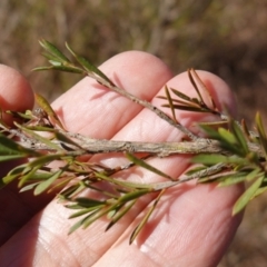 Kunzea ericoides at Souths TSR on Mountain Ash Road - 18 Jun 2024