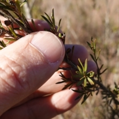 Kunzea ericoides at Souths TSR on Mountain Ash Road - 18 Jun 2024 01:06 PM