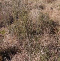 Kunzea ericoides at Souths TSR on Mountain Ash Road - 18 Jun 2024