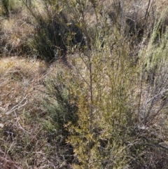 Kunzea ericoides at Souths TSR on Mountain Ash Road - 18 Jun 2024