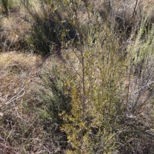 Kunzea ericoides at Souths TSR on Mountain Ash Road - 18 Jun 2024