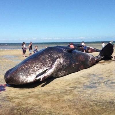 Physeter macrocephalus (Sperm Whale) at Ardrossan, SA - 8 Dec 2014 by MichaelBedingfield