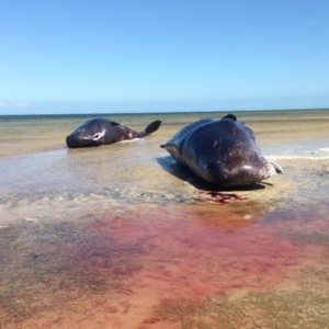 Physeter macrocephalus at Ardrossan, SA - 8 Dec 2014 12:00 PM