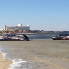 Physeter macrocephalus at Ardrossan, SA - 8 Dec 2014 12:00 PM