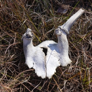 Cervidae (family) at Souths TSR on Mountain Ash Road - 18 Jun 2024