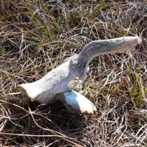 Cervidae (family) at Souths TSR on Mountain Ash Road - 18 Jun 2024