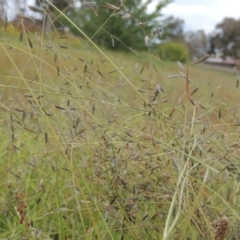 Eragrostis brownii (Common Love Grass) at Tuggeranong Hill - 7 Jan 2024 by michaelb
