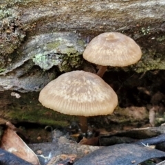 Unidentified Cap on a stem; gills below cap [mushrooms or mushroom-like] at Bruce Ridge - 27 Jun 2024 by trevorpreston