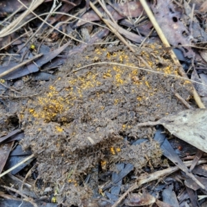 Cheilymenia spp. at Bruce Ridge - 27 Jun 2024