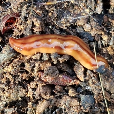 Anzoplana trilineata (A Flatworm) at Bruce Ridge - 27 Jun 2024 by trevorpreston