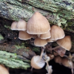 Mycena sp. (Mycena) at Bruce Ridge - 27 Jun 2024 by trevorpreston