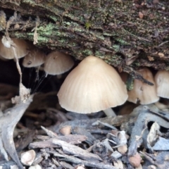 Mycena sp. at Bruce Ridge - 27 Jun 2024