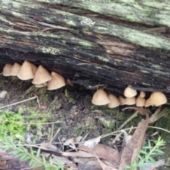 Mycena sp. at Bruce Ridge - 27 Jun 2024