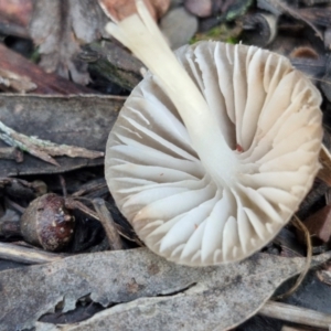 Mycena sp. at Bruce Ridge - 27 Jun 2024