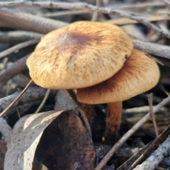 zz agaric (stem; gills not white/cream) at Bruce Ridge - 27 Jun 2024 by trevorpreston