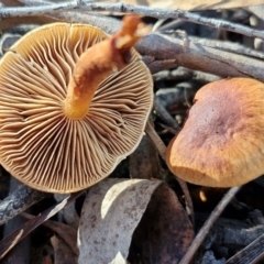 zz agaric (stem; gills not white/cream) at Bruce Ridge - 27 Jun 2024 12:00 PM