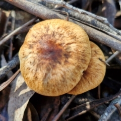 zz agaric (stem; gills not white/cream) at Bruce Ridge - 27 Jun 2024 12:00 PM