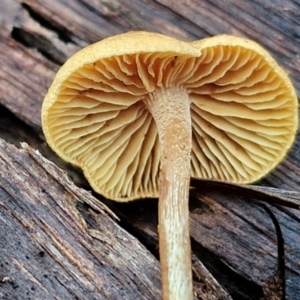 Gymnopilus sp. at Bruce Ridge - 27 Jun 2024