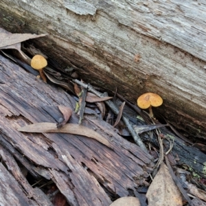 Gymnopilus sp. at Bruce Ridge - 27 Jun 2024