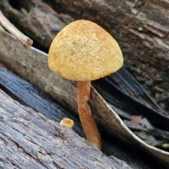 Gymnopilus sp. at Bruce Ridge - 27 Jun 2024