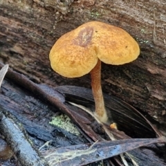 Gymnopilus sp. at Bruce Ridge - 27 Jun 2024