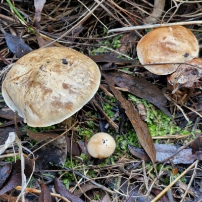 Unidentified Cap on a stem; gills below cap [mushrooms or mushroom-like] at Bruce Ridge - 27 Jun 2024 by trevorpreston