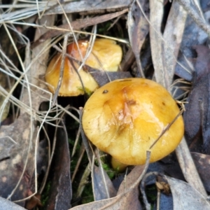 Cortinarius sinapicolor at Bruce Ridge - 27 Jun 2024