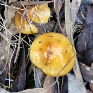 Cortinarius sinapicolor at Bruce Ridge - 27 Jun 2024 11:57 AM