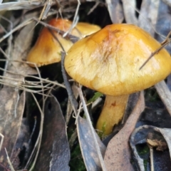 Cortinarius sinapicolor at Bruce Ridge - 27 Jun 2024