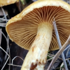 Cortinarius sinapicolor at Bruce Ridge - 27 Jun 2024